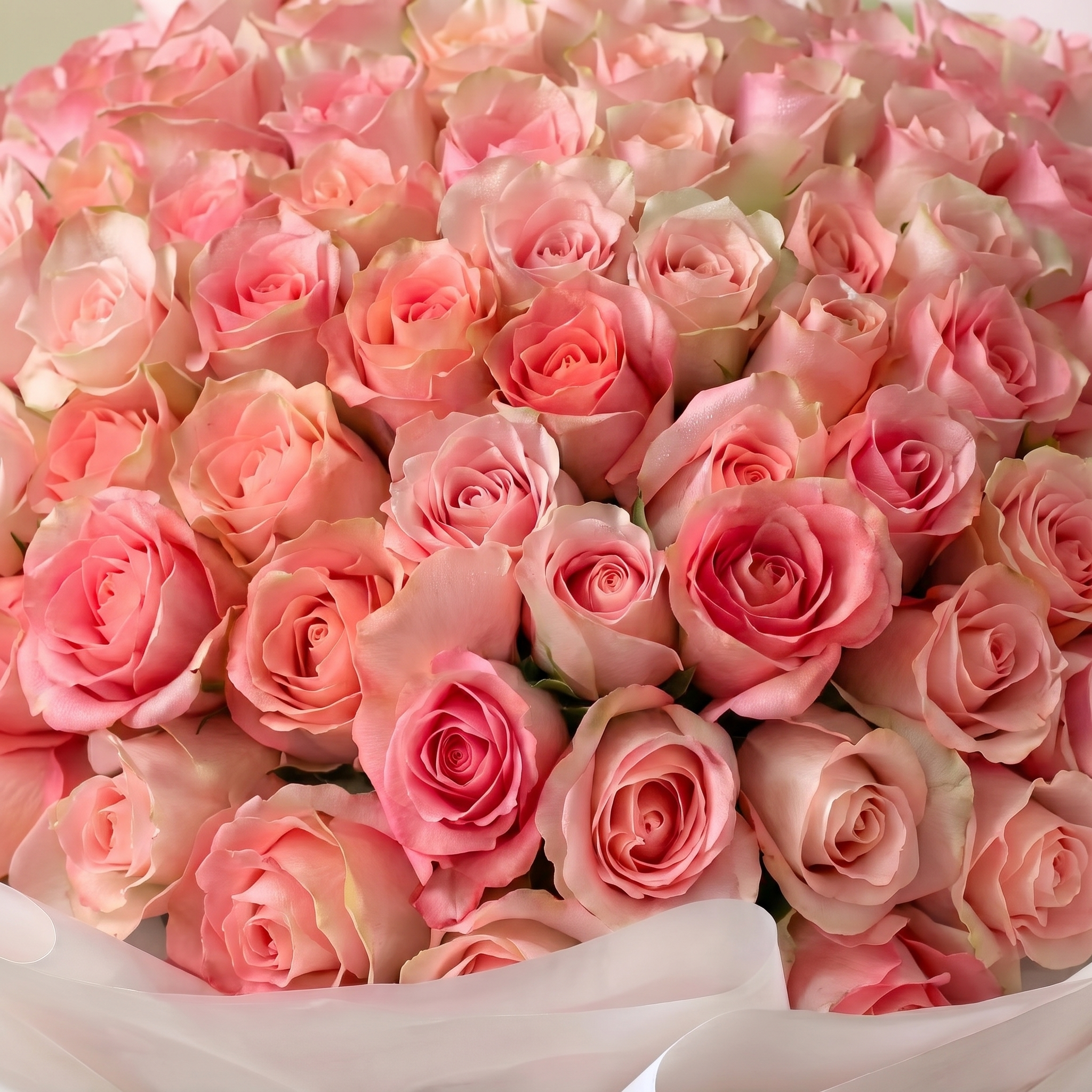Blush Petals