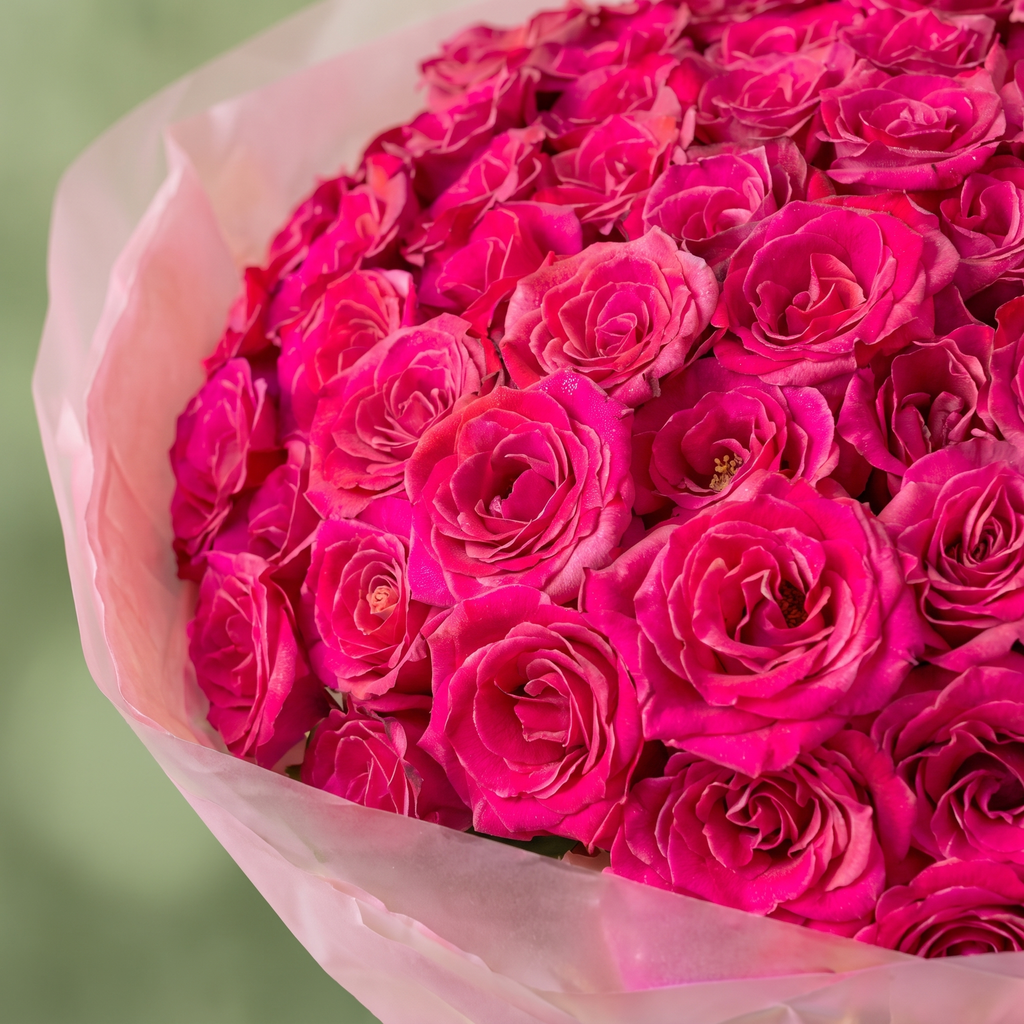 Fuchsia Glow